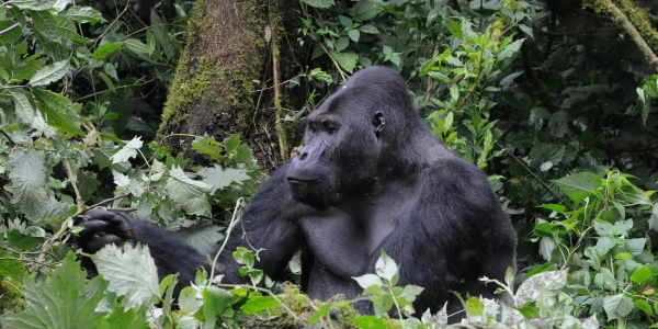 Kongo - Rwanda - Uganda