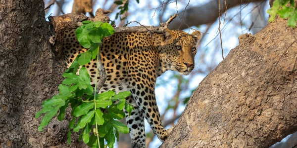 Malawi – Sambia safari