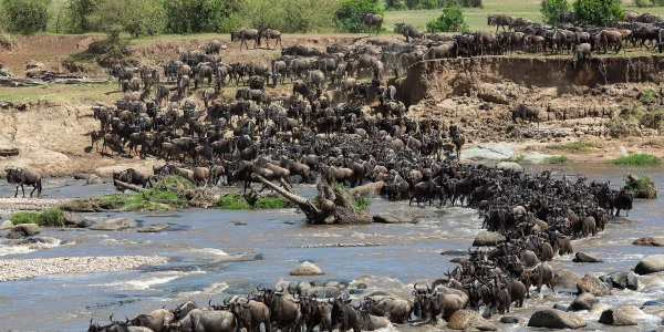 Suur ränne Serengetis ja Mara jõgi