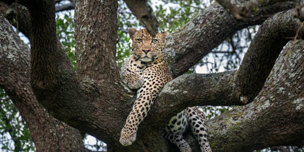 Tansaania safari