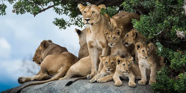 Tansaania ja Sansibari saar