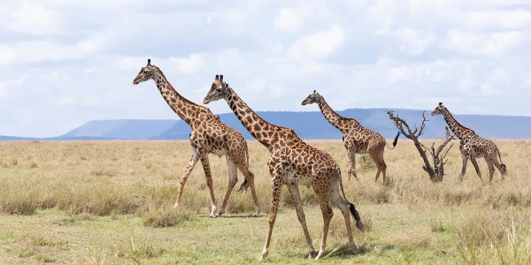 Tansaania ja Sansibari saar