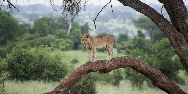 Tansaania safari ja Sansibari saar