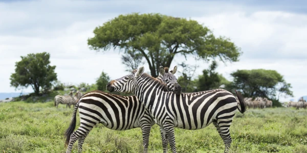 Tansaania safari ja Sansibari saar