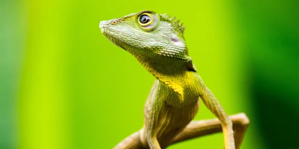 Borneo saare loodus ja Brunei