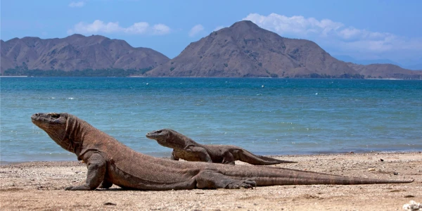 Sumba – Flores – Komodo