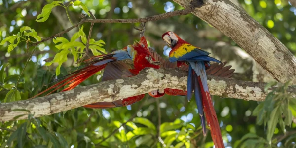 Costa Rica - Nicaragua